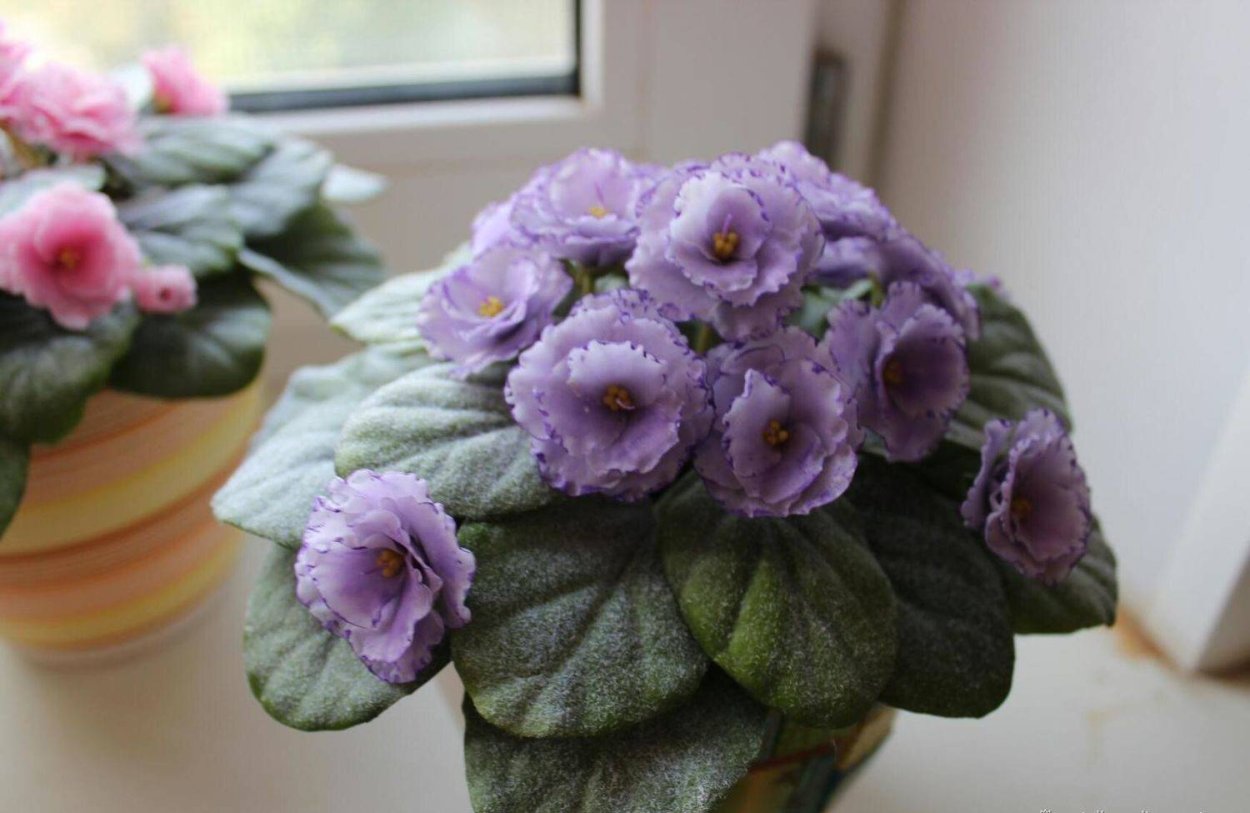 Фиалка Абсолем