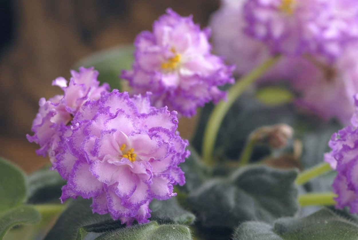 Jolly Fairy фиалка