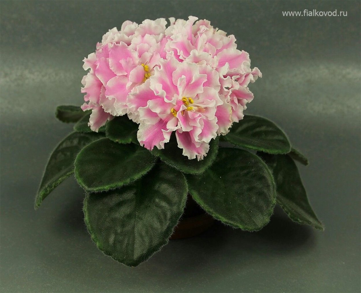 Фиалка Jersey Blue Ice