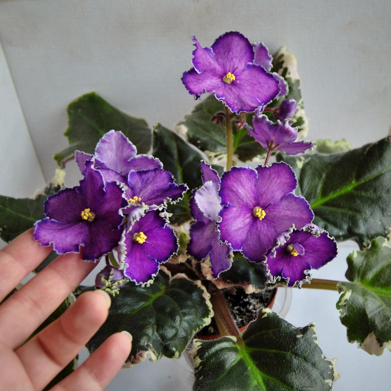 Сенполия Cherokee Trail