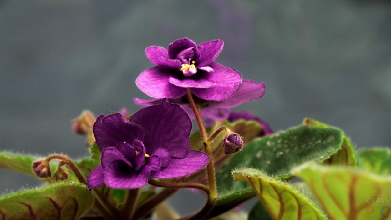 Ле дикий Хмель фиалка