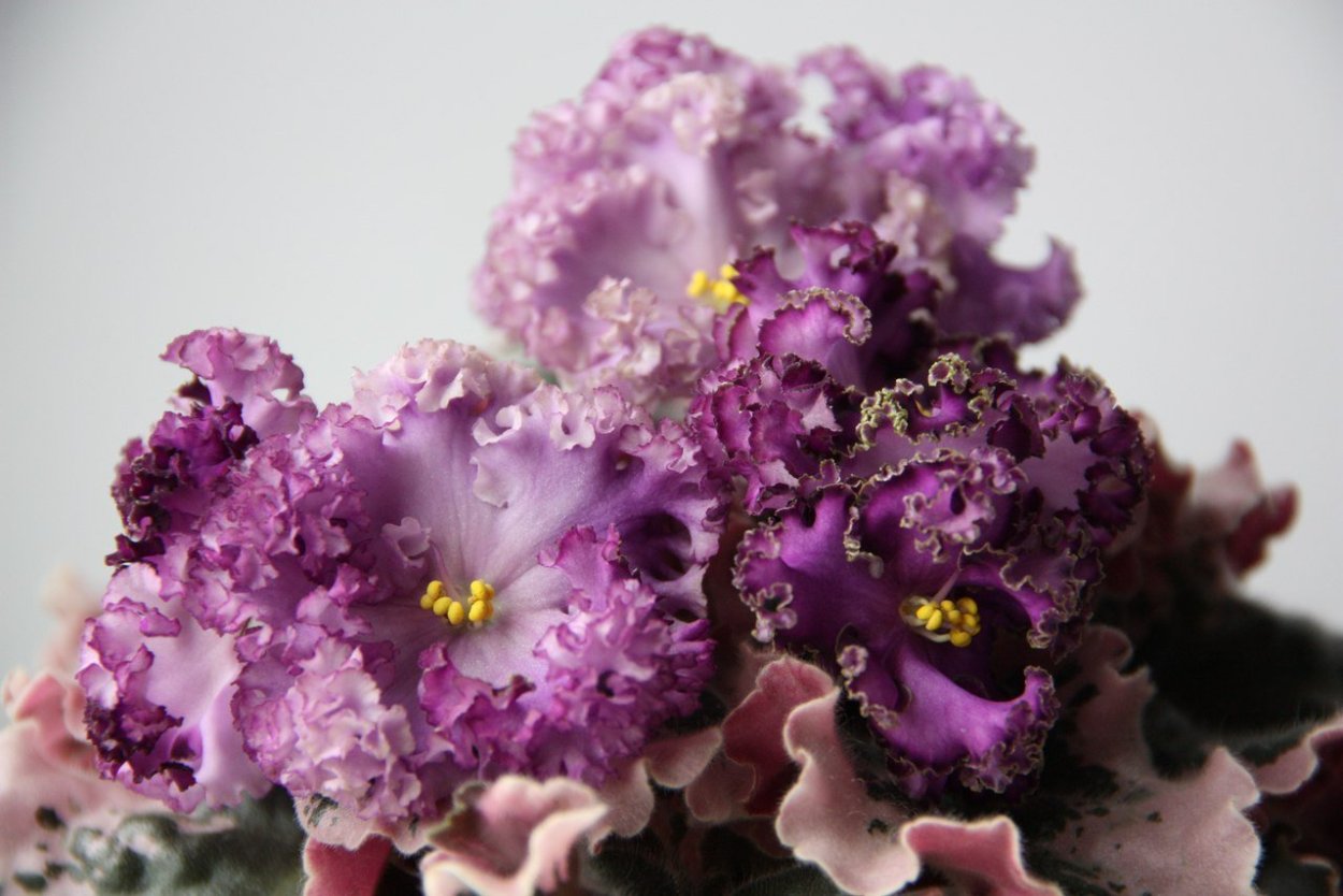 Сорта фиалок (сенполия)