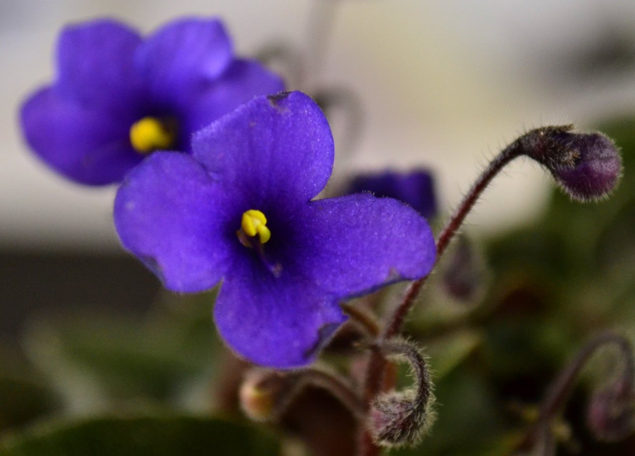 Сенполия пт Шарлиз