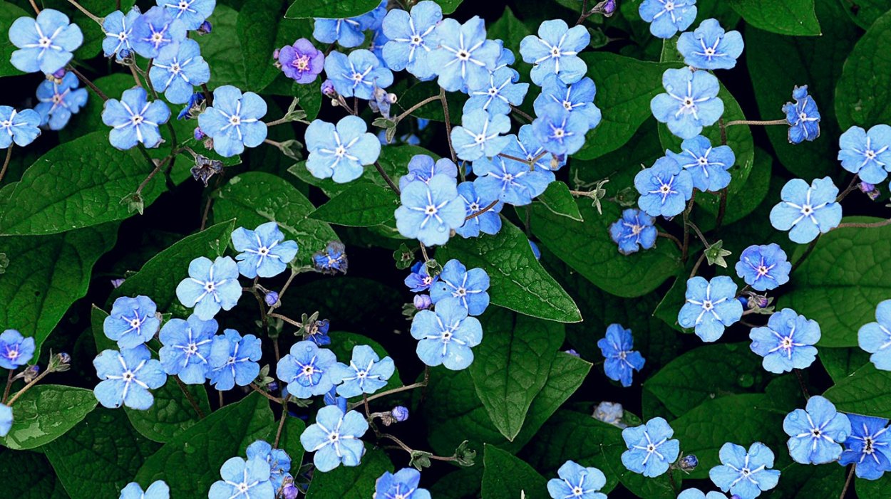 Цветок с мелкими голубыми цветочками