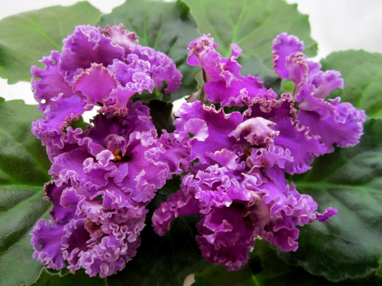 Сенполия фиалка Makuni