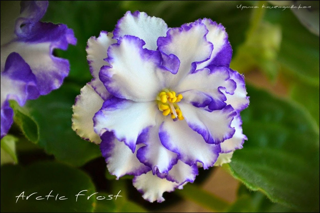 Фиалка Buckeye Cranberry