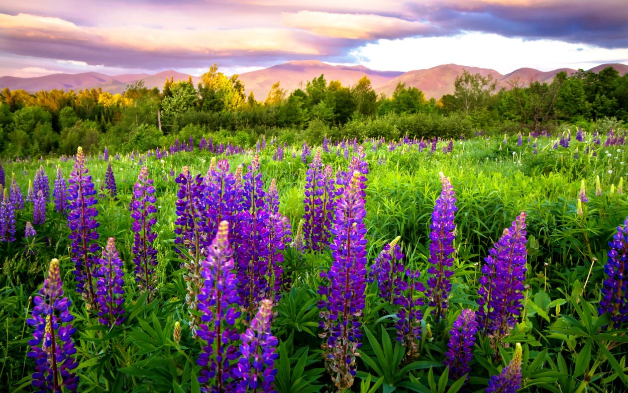 Люпин Луговой