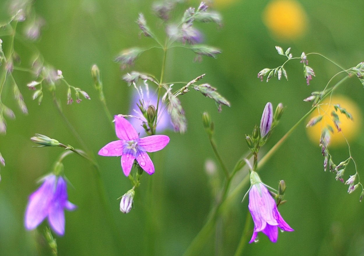 Розовые луговые цветы
