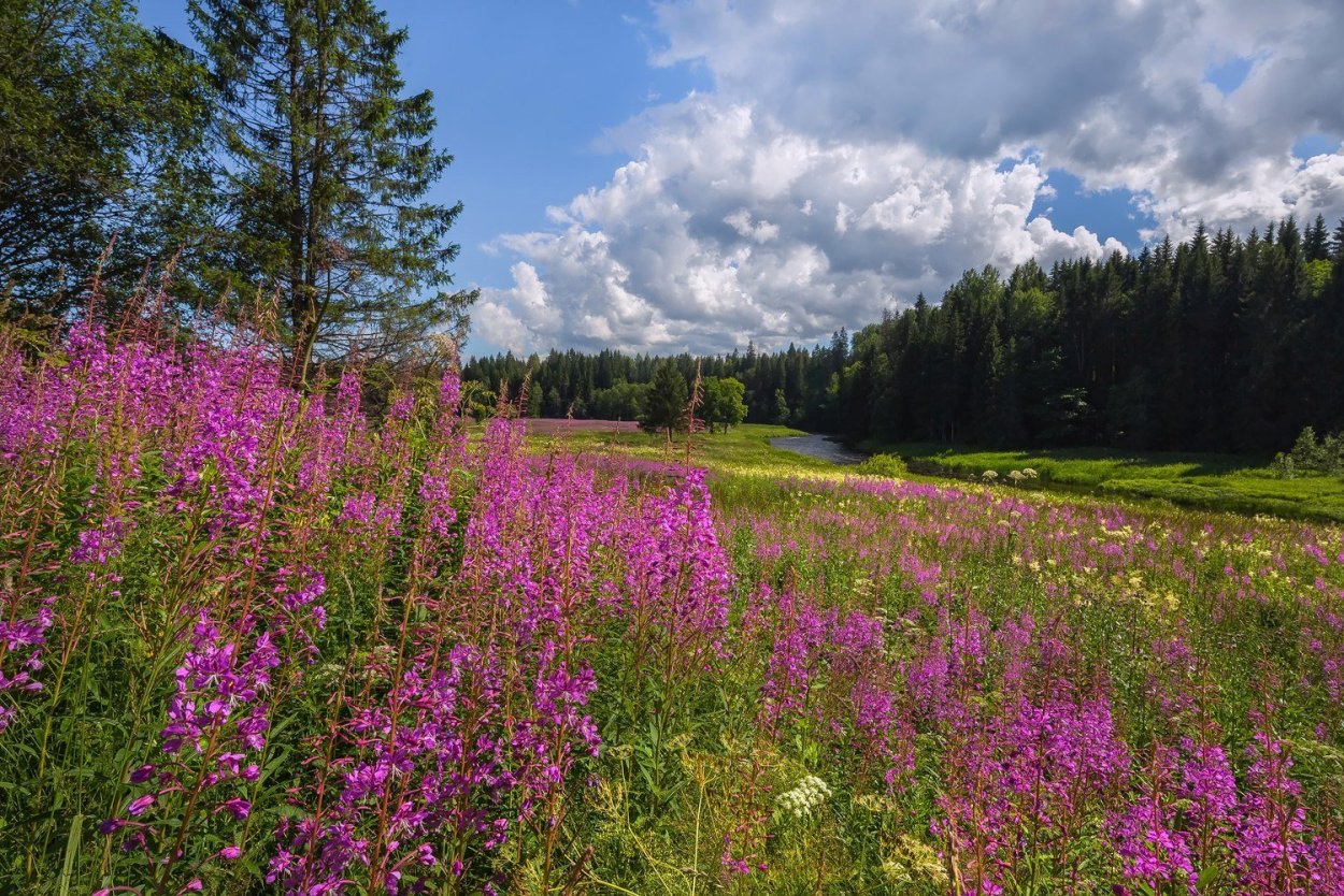 Травы Луга Иван чай