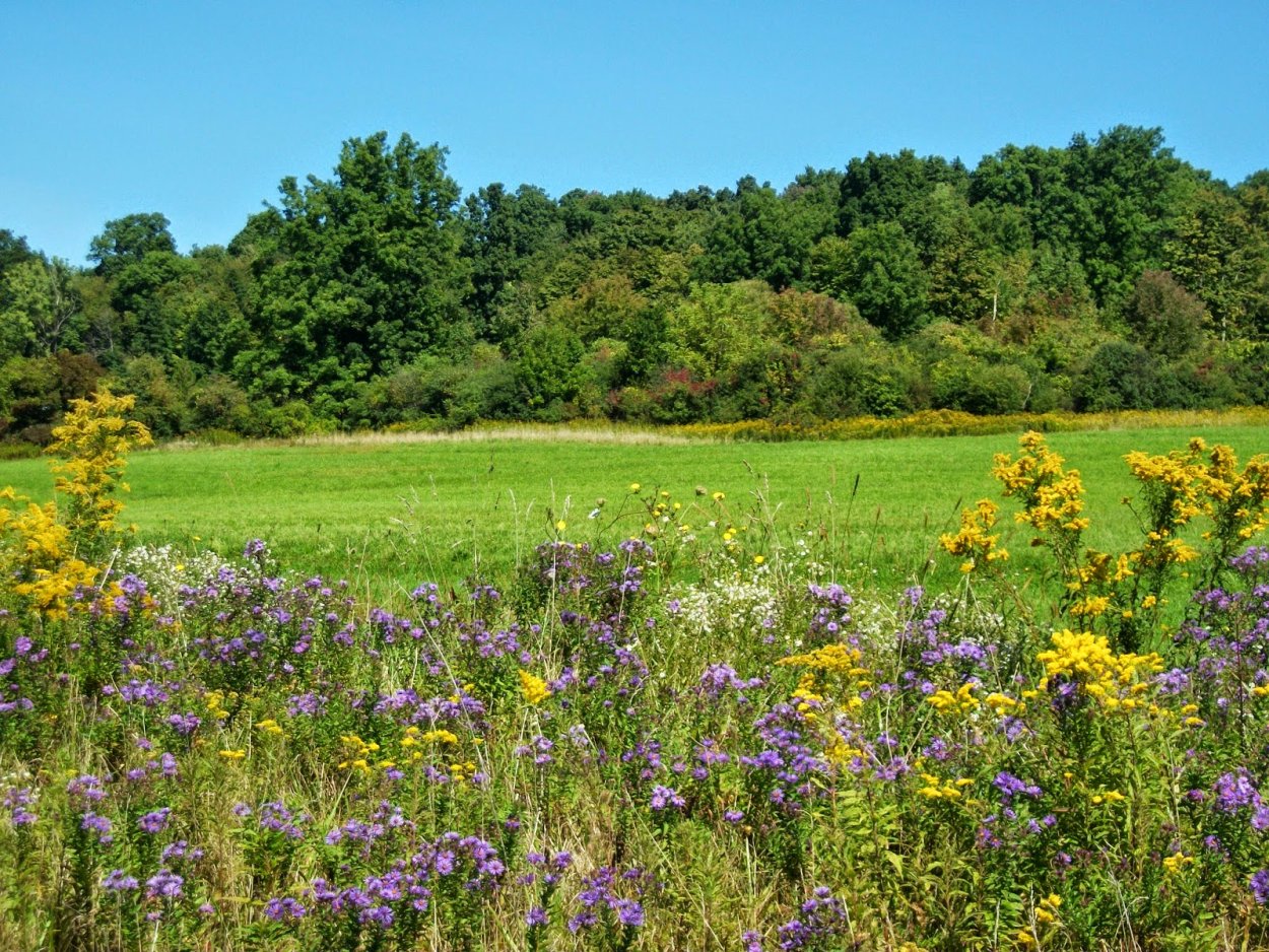 Луговое разнотравье