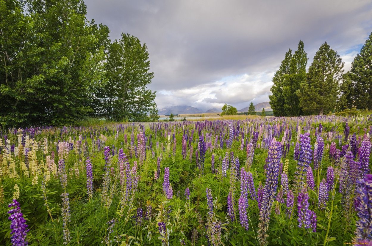 Луговые растения Ленинградской области