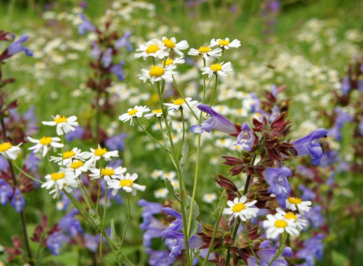 Луговые цветы