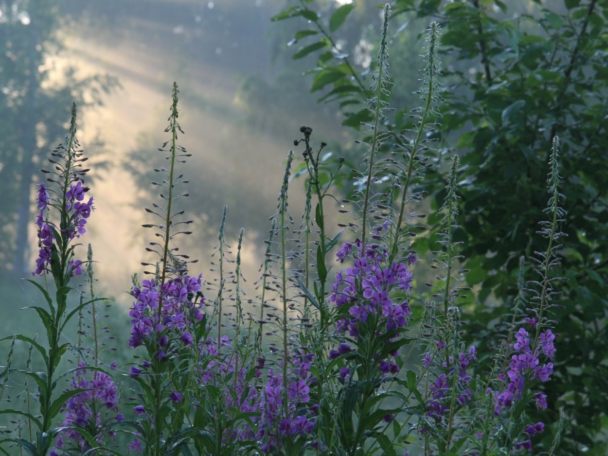 Луговые цветы кипрей