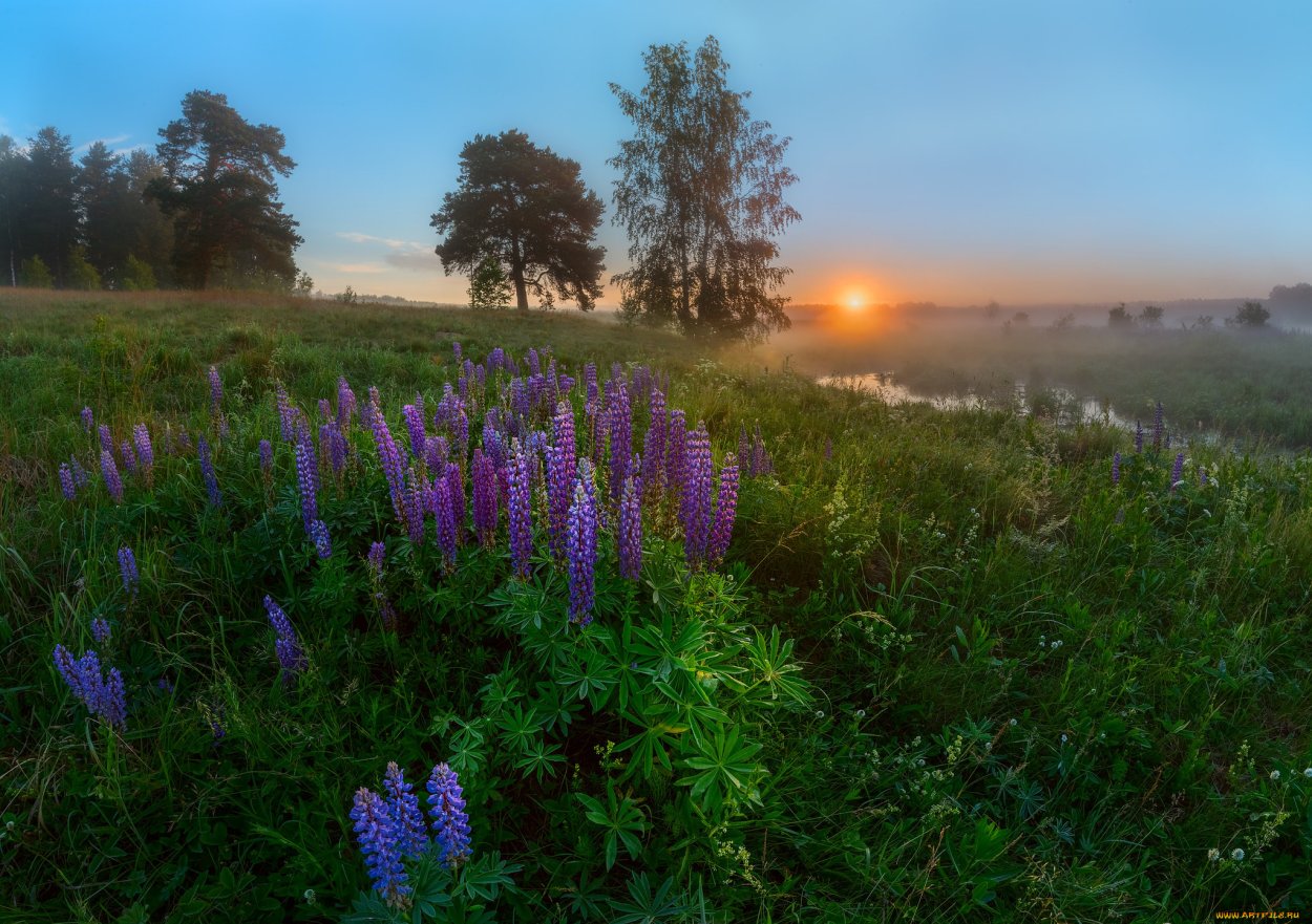 Деревенское поле с цветами
