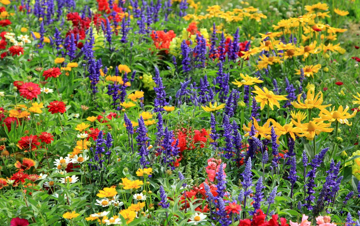 Полевые и садовые цветы