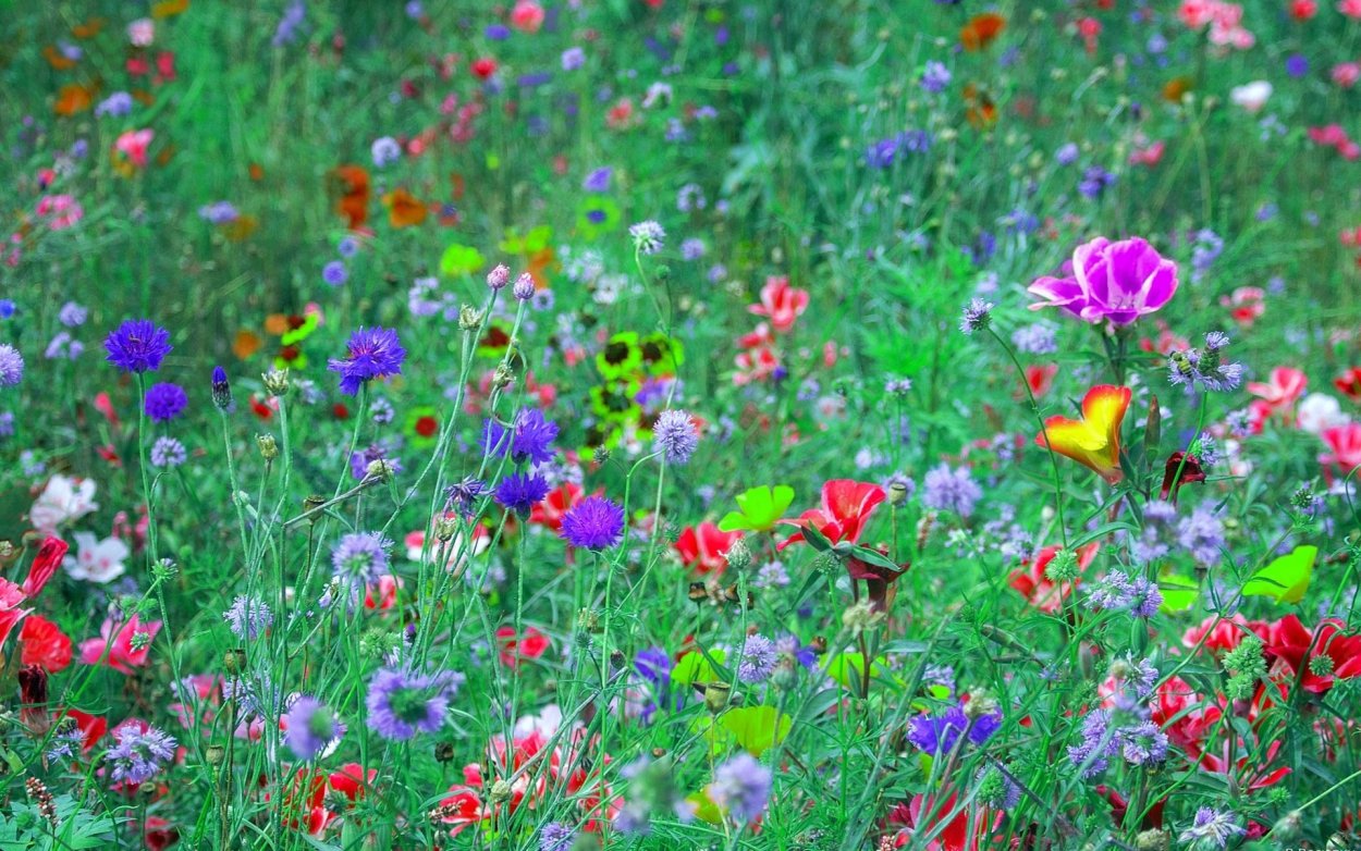 Пионы Лесные дальневосточные