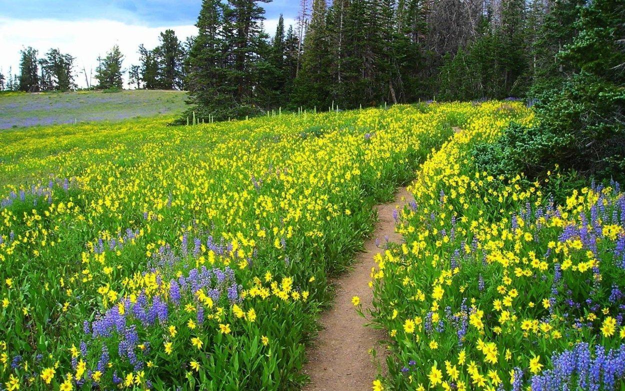 Крестовик цветок полевой поле