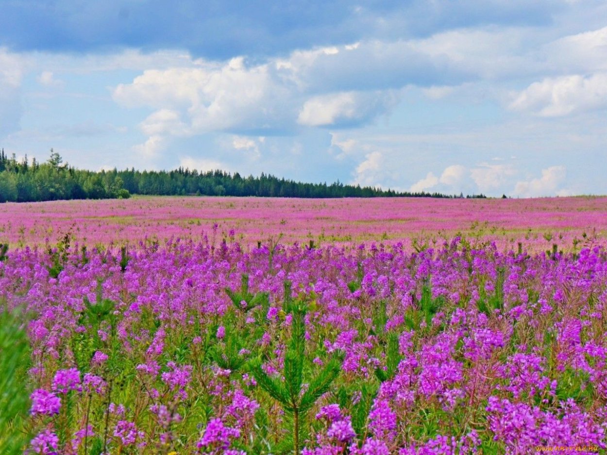 Август река лес