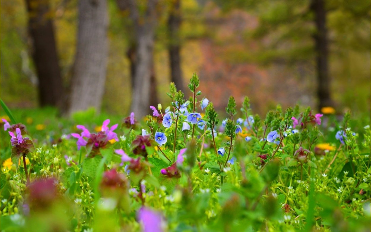 Степи и суходольные Луга Кемеровской области
