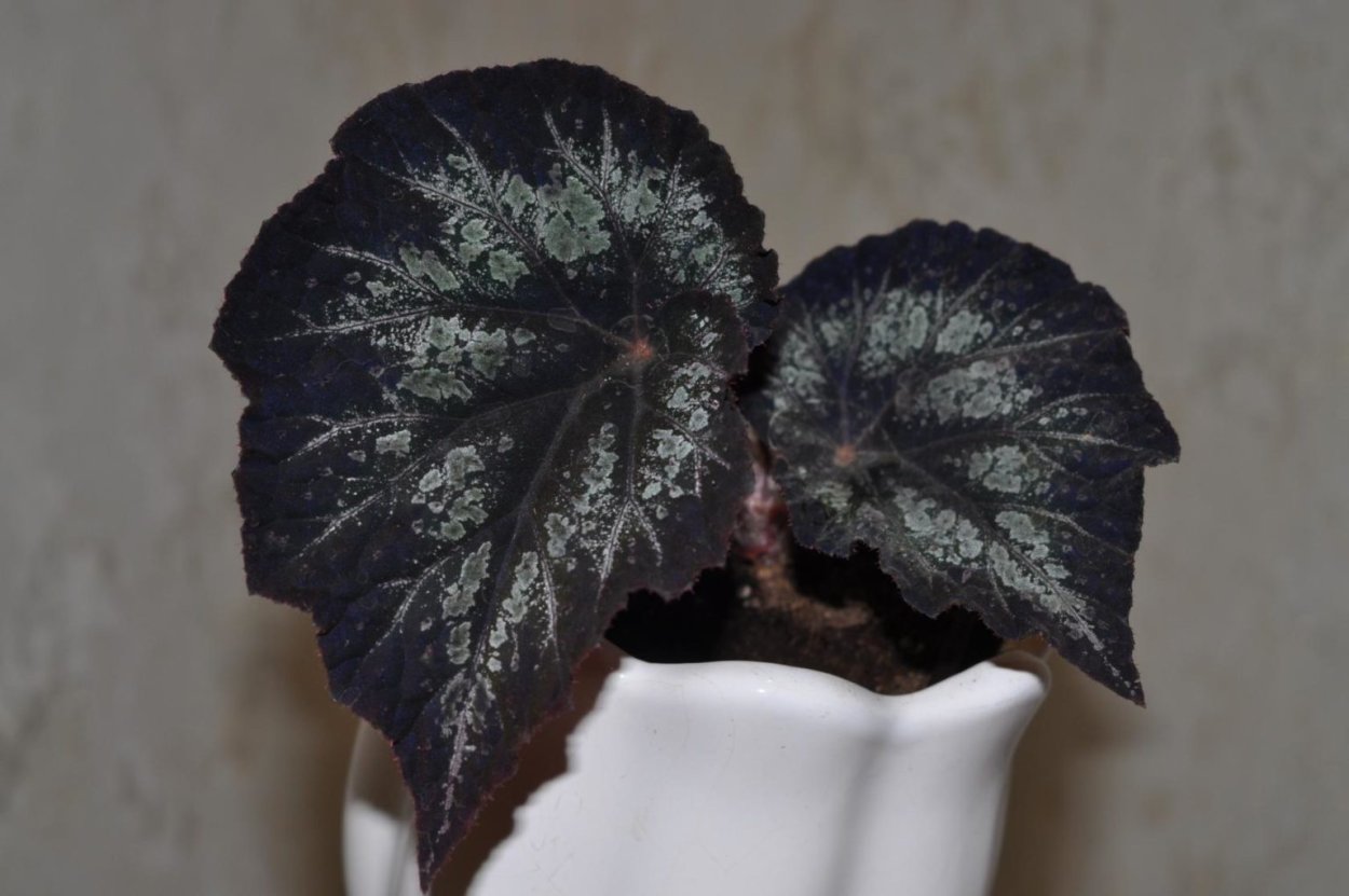 Бегония Arabian Sunset