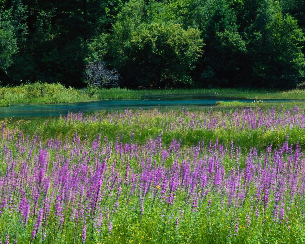 Лесная Поляна с цветами