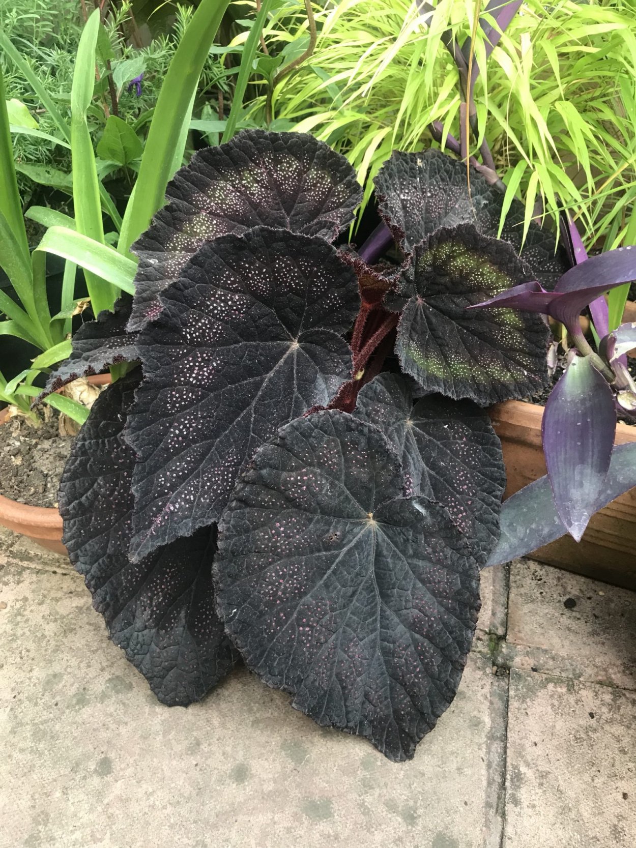 Бегония Блэк Мэджик