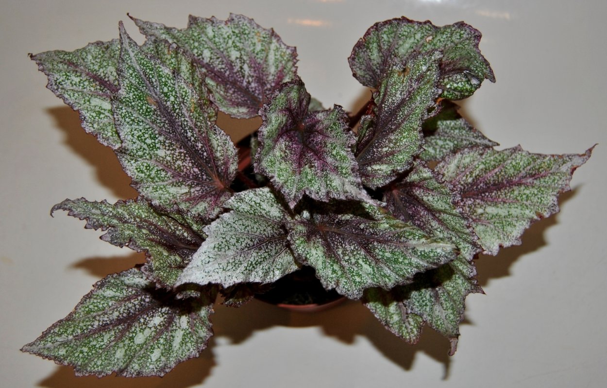 Бегония Black Knight