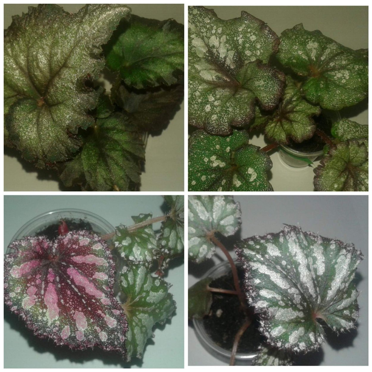 Бегония Black Prince