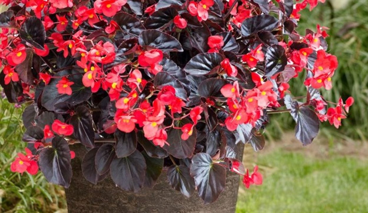 Бегония Elephant Ear