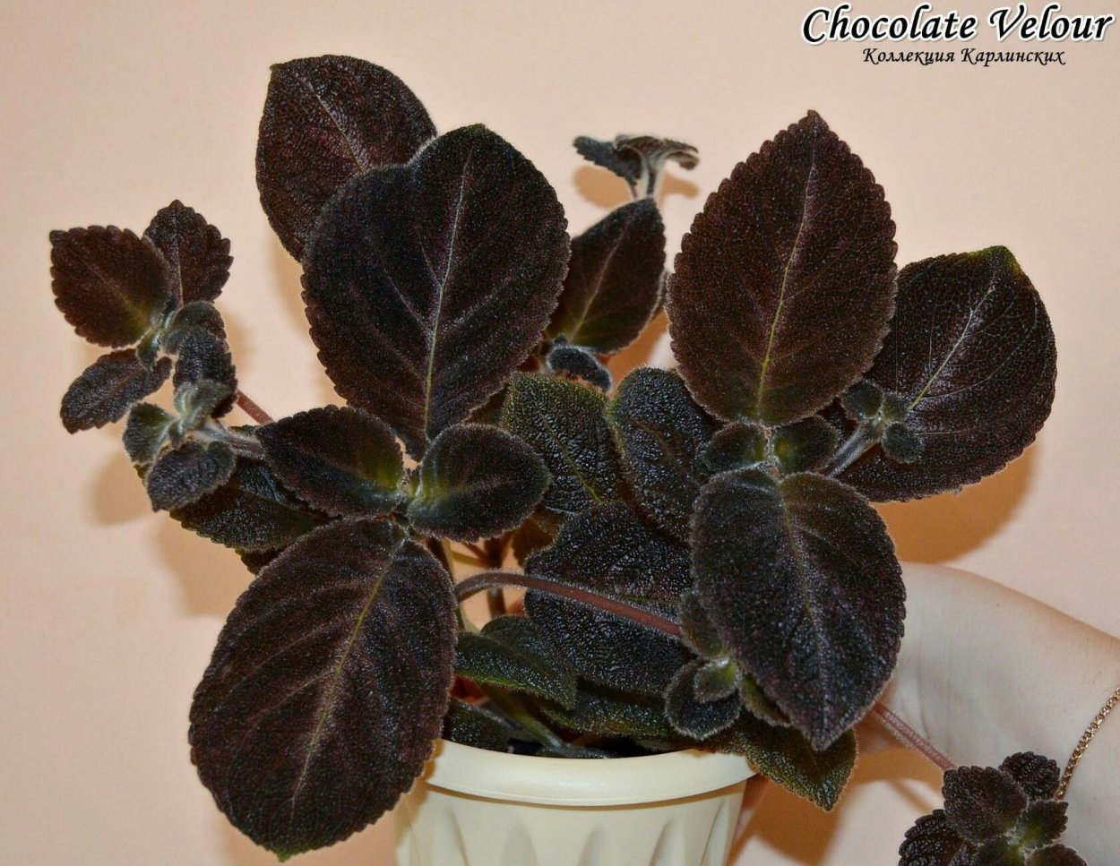 Бегония мультифлора Максима Швейцария