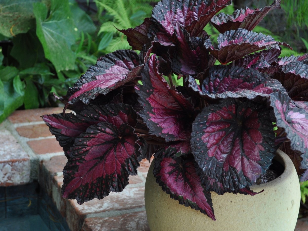 Бегония Блэк Принс