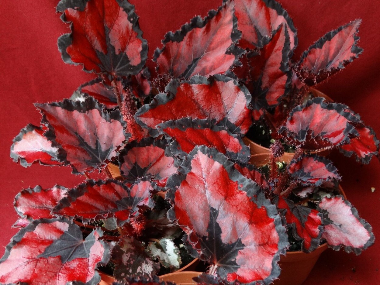 Колеус каверед черри