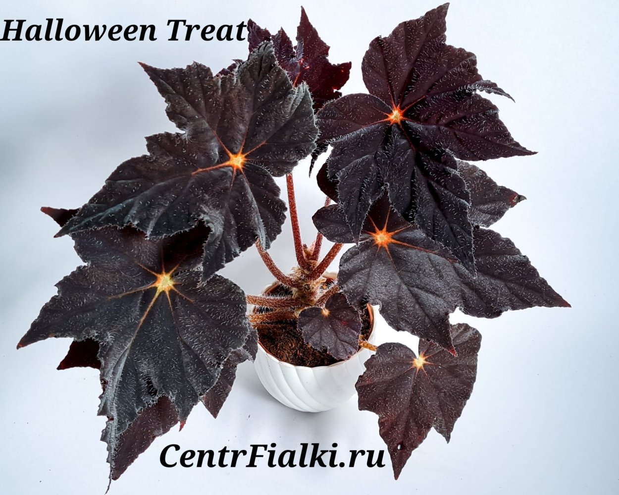 Бегония Beleaf Inca Night