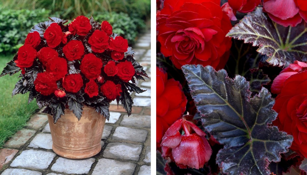 Бегония Garden Angel Plum