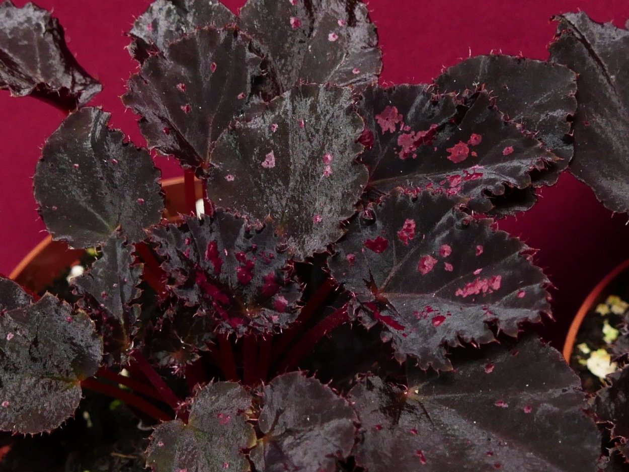 Бегония DS черный лебедь