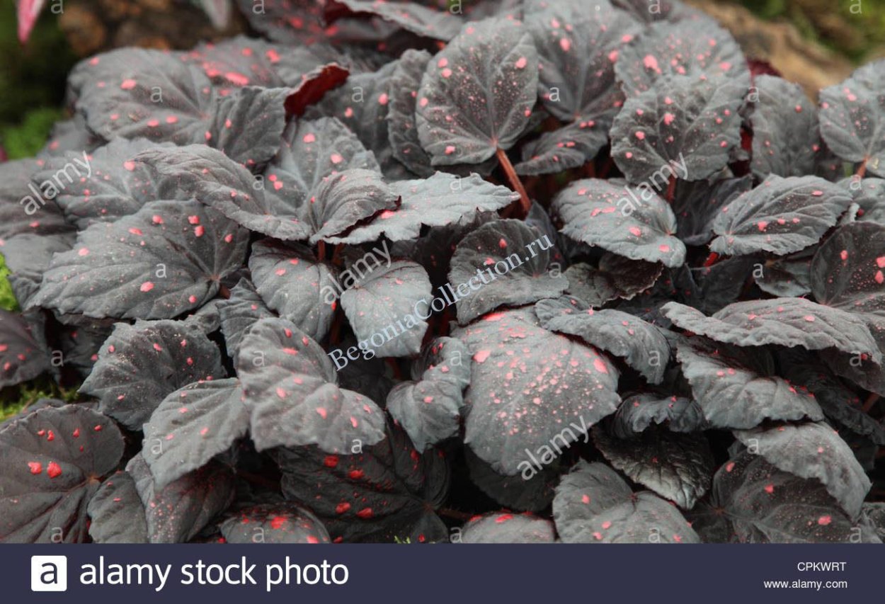 Бегония ДС Кармен