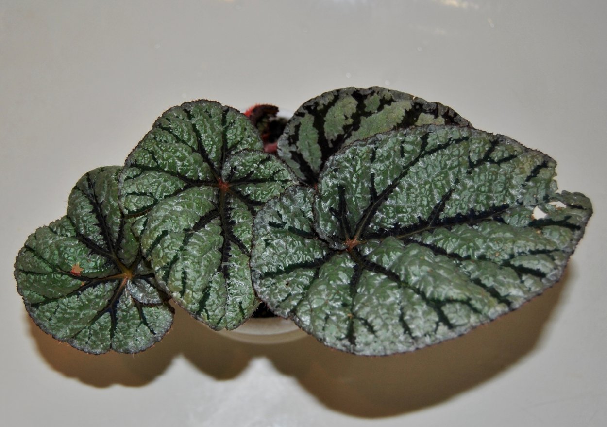 Бегония Red Robin