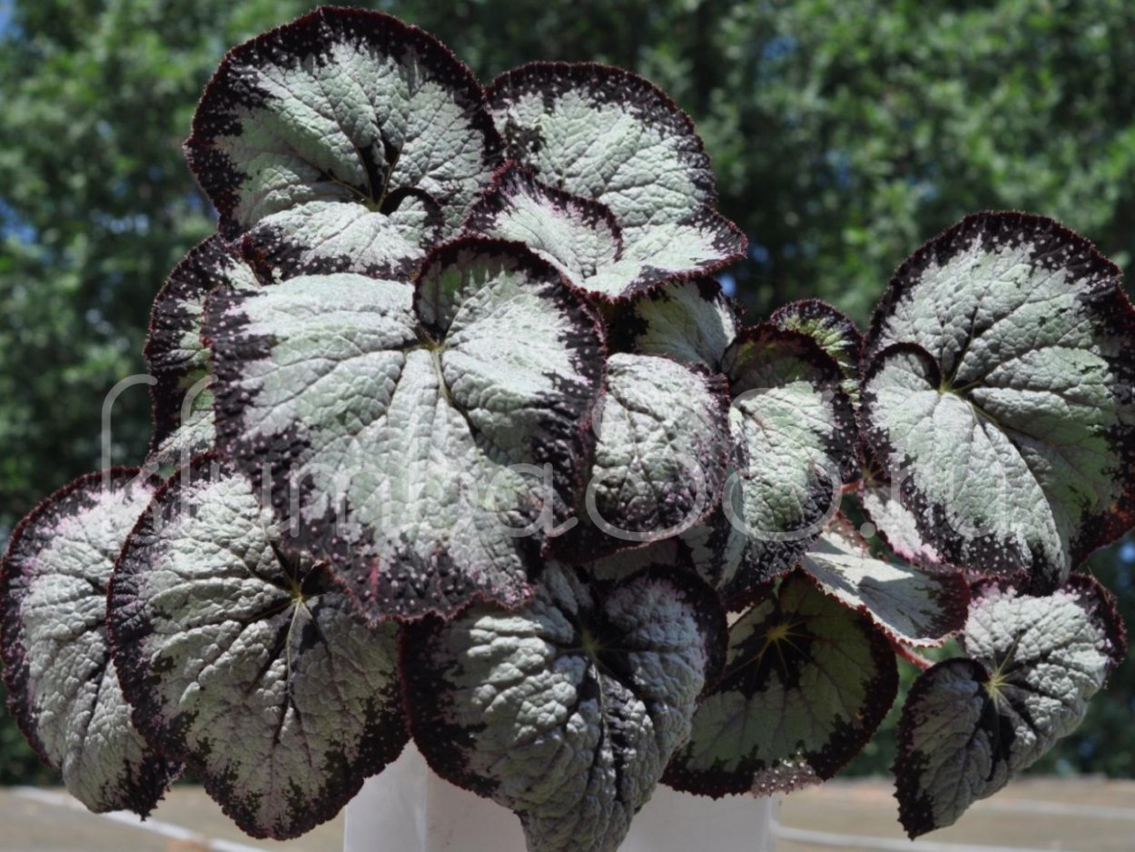 Бегония Capricorn