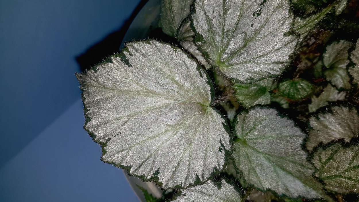 Бегония Фиона белая