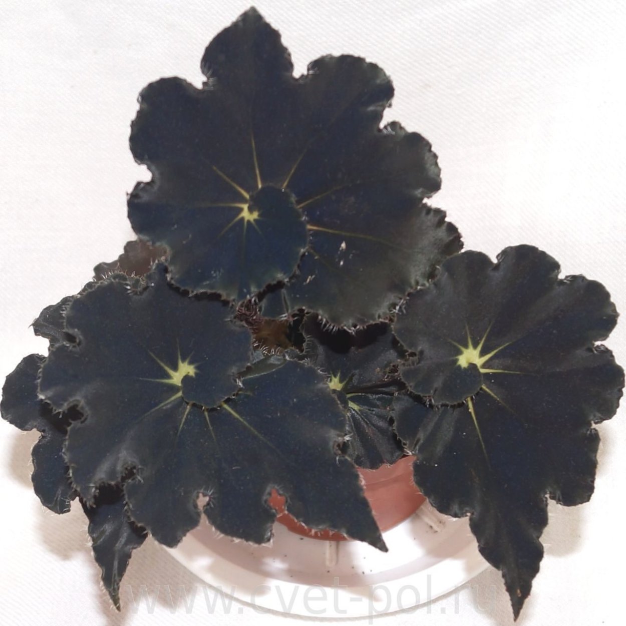 Бегония Блэк Анна