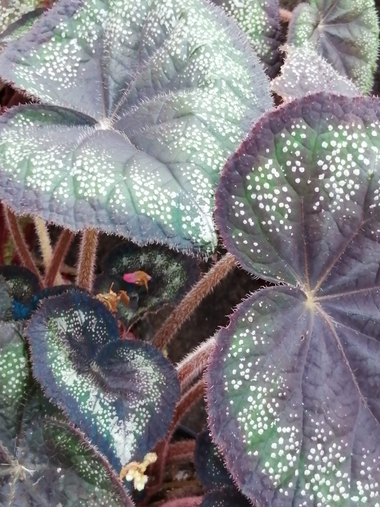 Бегония черная Блэк Фанг