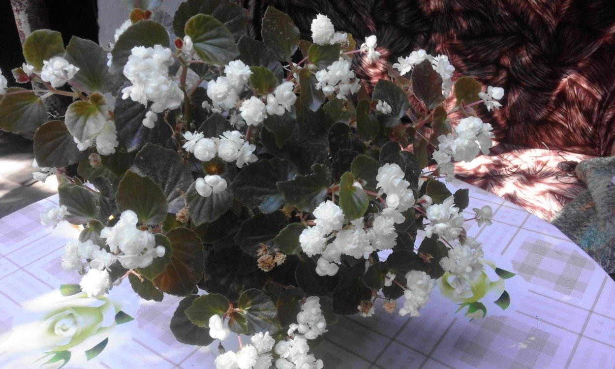 Бегония Dress code