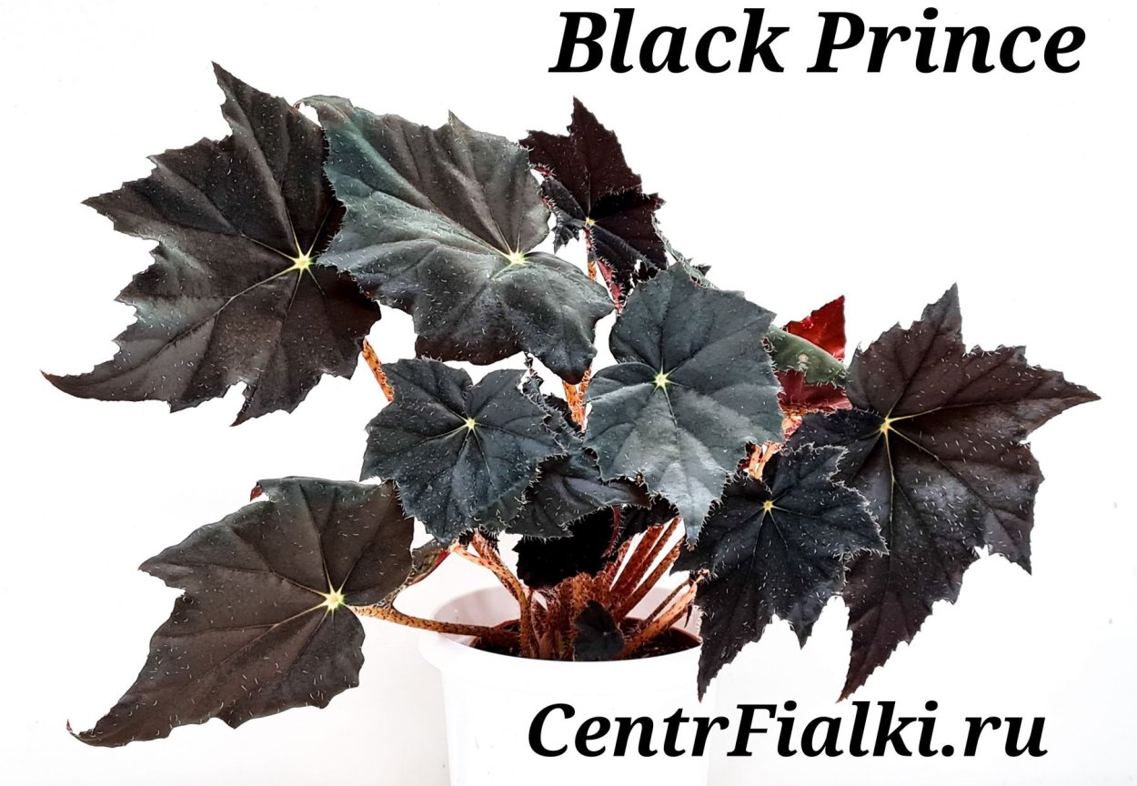 Бегония черный вельвет