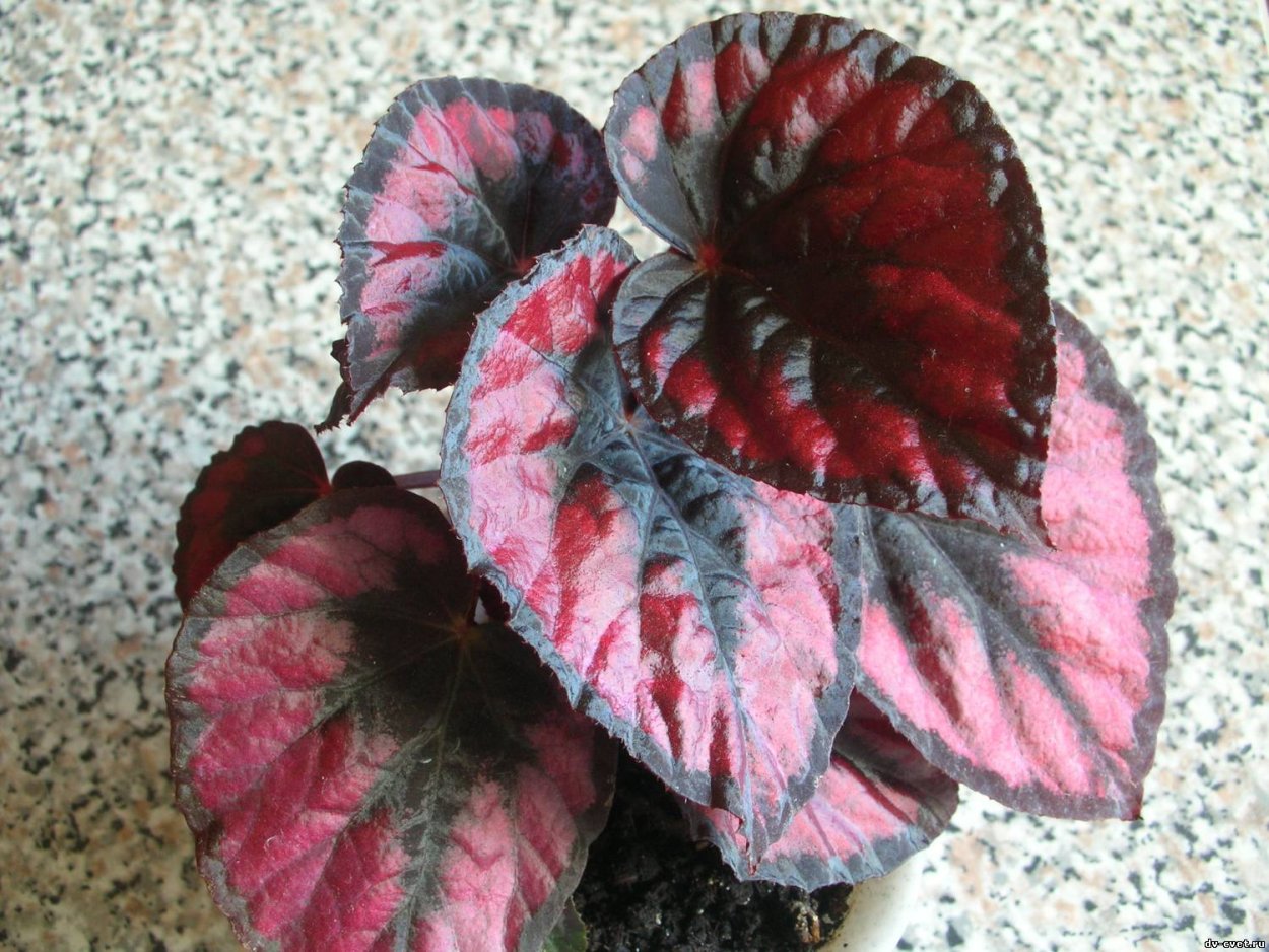 Бегония Helen Teupel