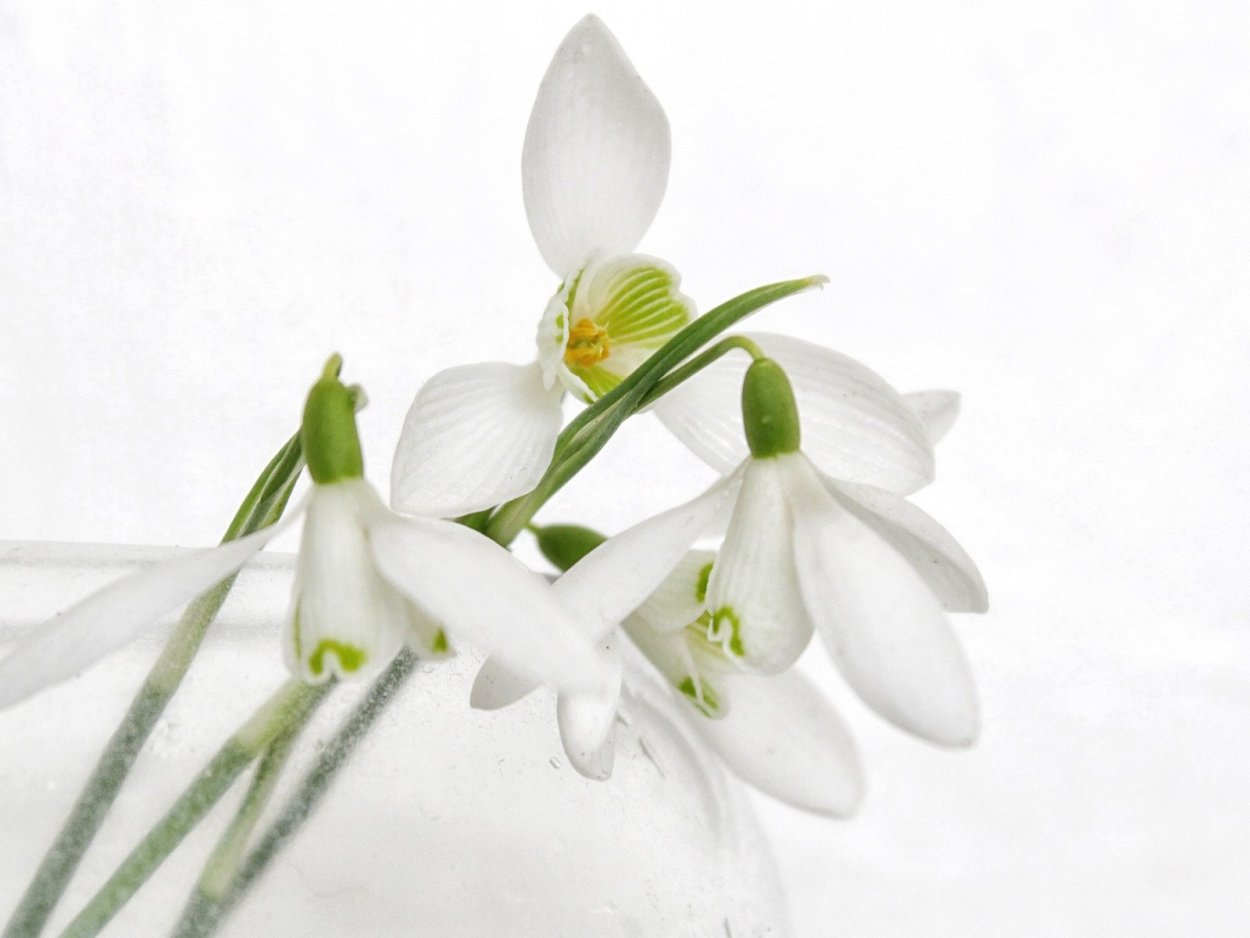 Букетик подснежники на белом фоне