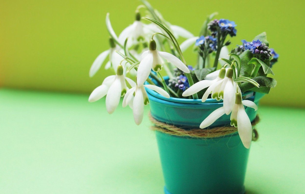 Букет подснежников на белом фоне