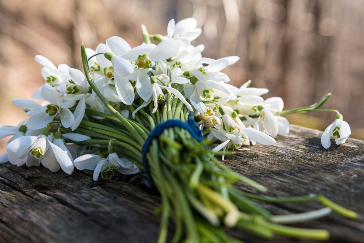 Букет подснежников бабочка