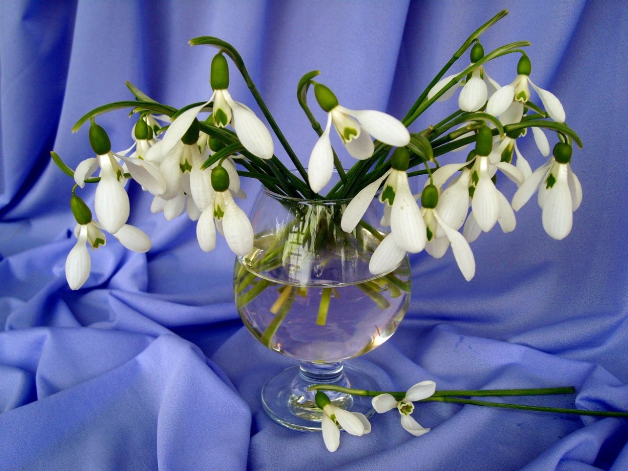 Подснежники букетище