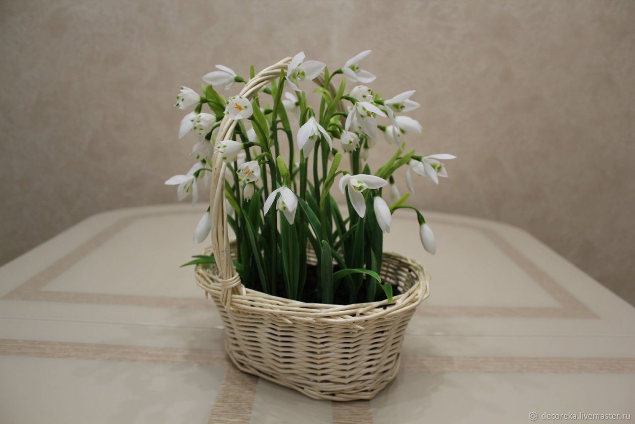 Пролеска в горшке