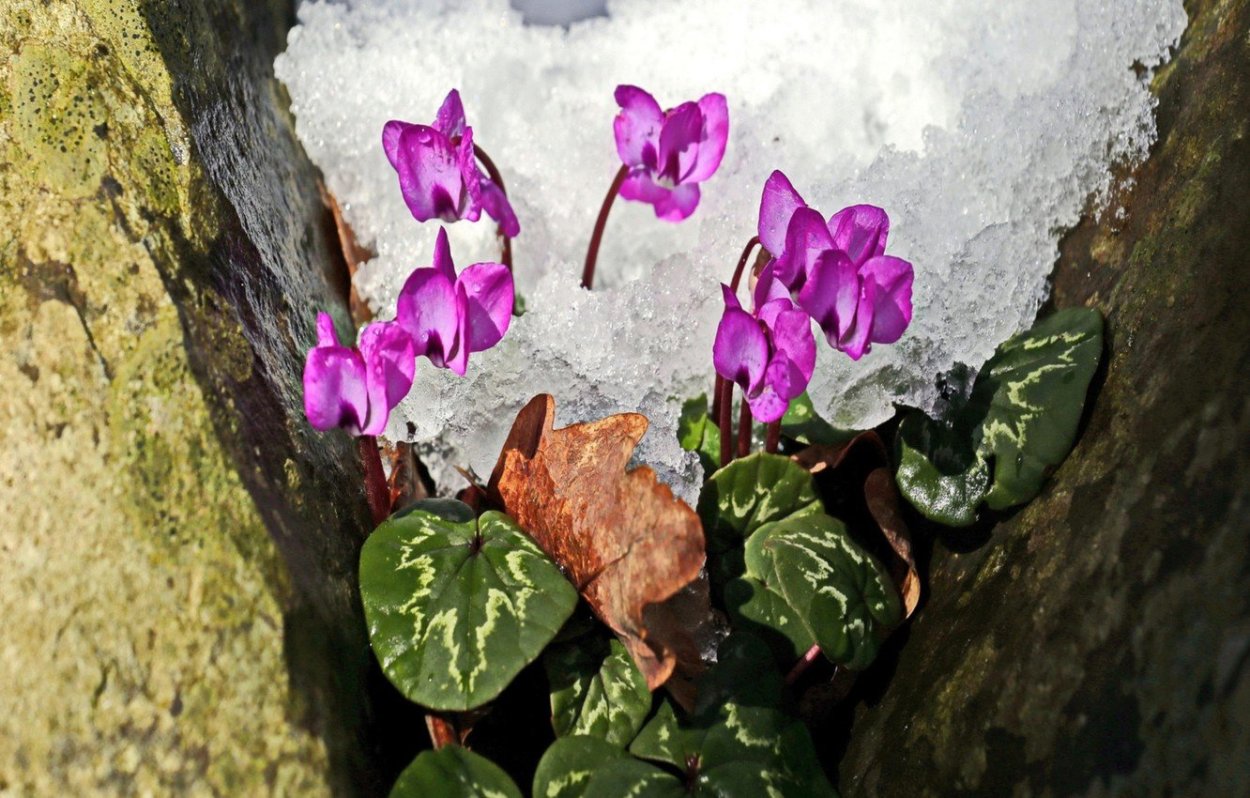 Дряква подснежники первоцветы